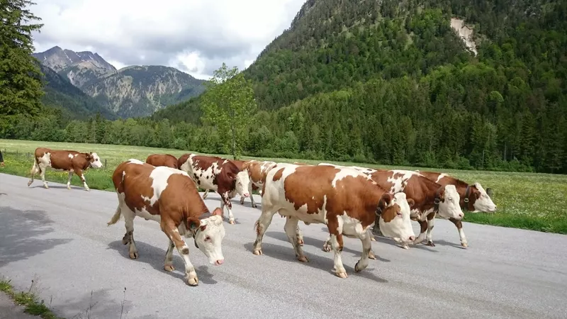 Autriche Pertisau 06 Juin 2016 — Voyage · FÊTE DES ALPAGES AU TYROL ET FÊTE DE LA BIERE A MUNICH