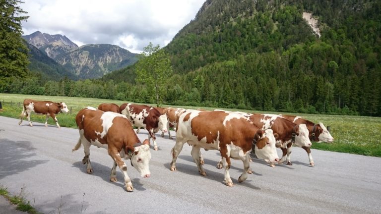 FÊTE DES ALPAGES AU TYROL ET FÊTE DE LA BIERE A MUNICH