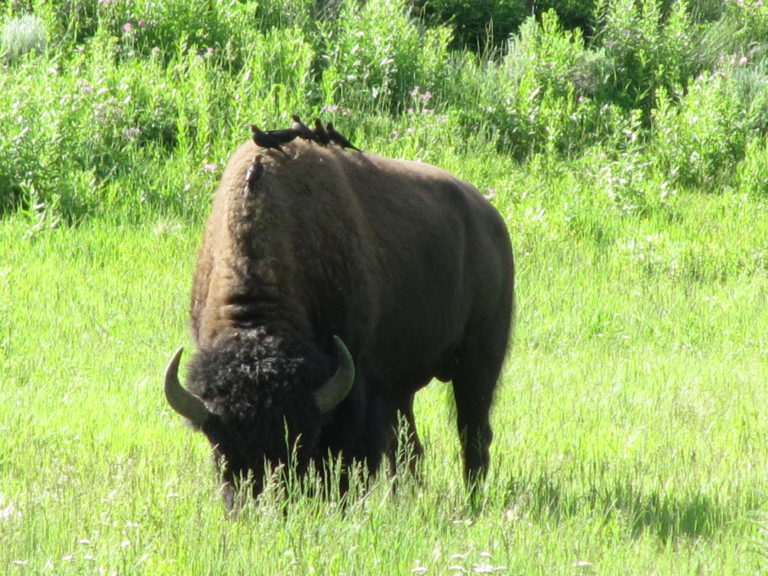 LES ROCHEUSES, PARC YELLOWSTONE ET CÔTE PACIFIQUE DE LOS ANGELES A SAN FRANCISCO